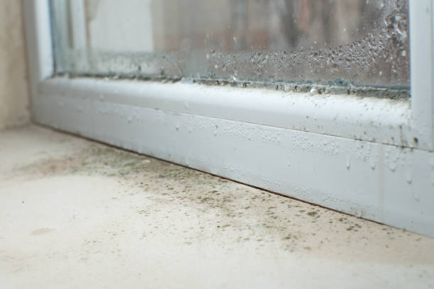 Best Emergency Mold Remediation  in Arcadia, FL